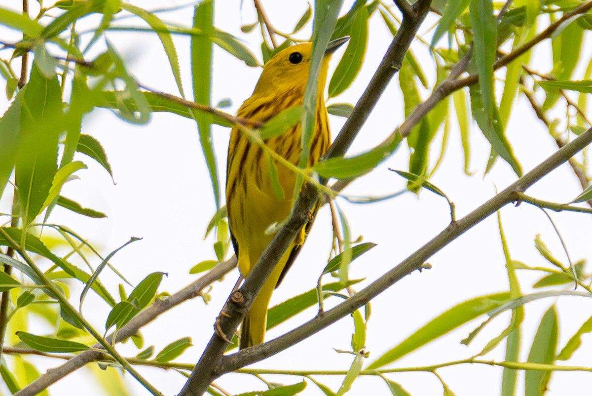 lesňáček zlatotemenný - ML646884982