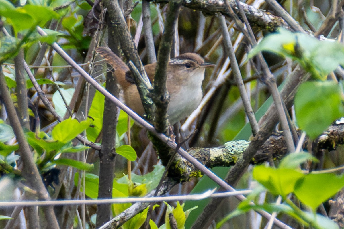 střízlík bažinný - ML646884983