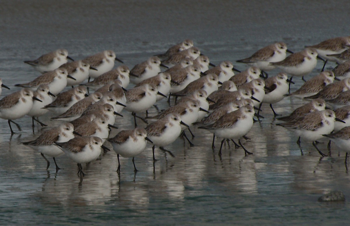 Snowy Plover - ML646884984