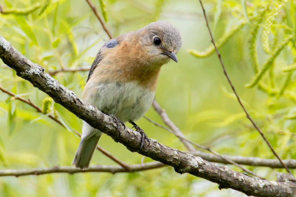 salašník modrý - ML646884985