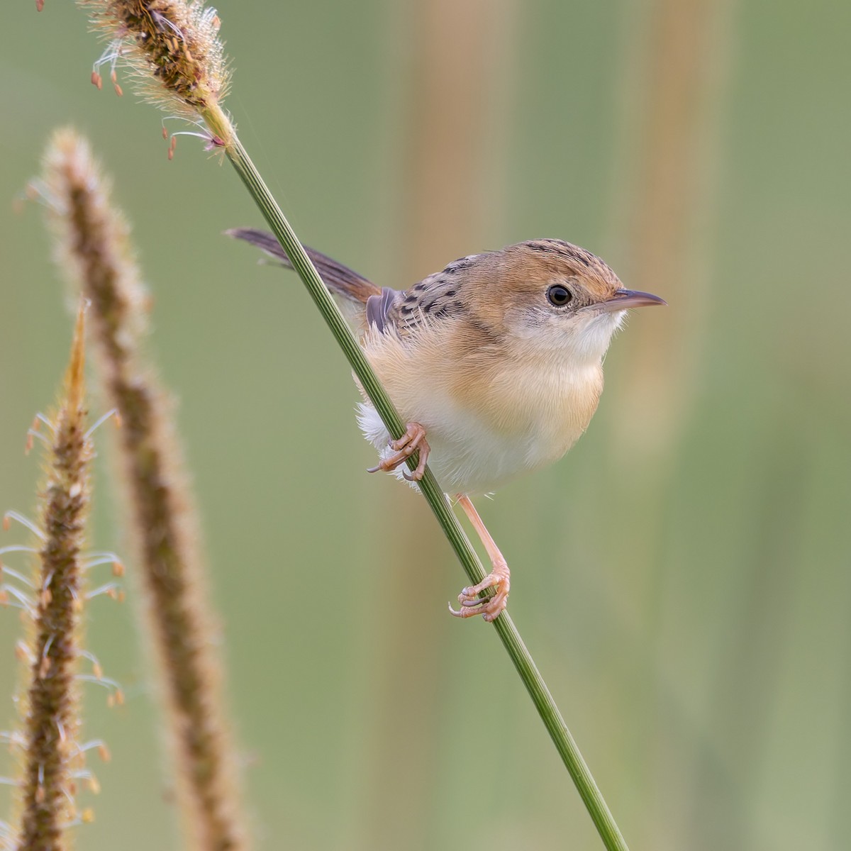 Golden-headed Cisticola - ML646884986