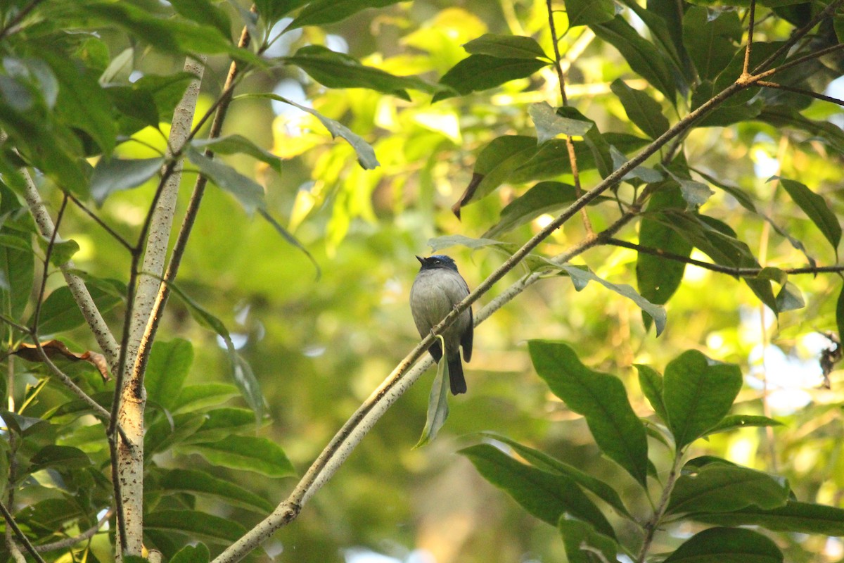 Slaty-blue Flycatcher - ML646884987