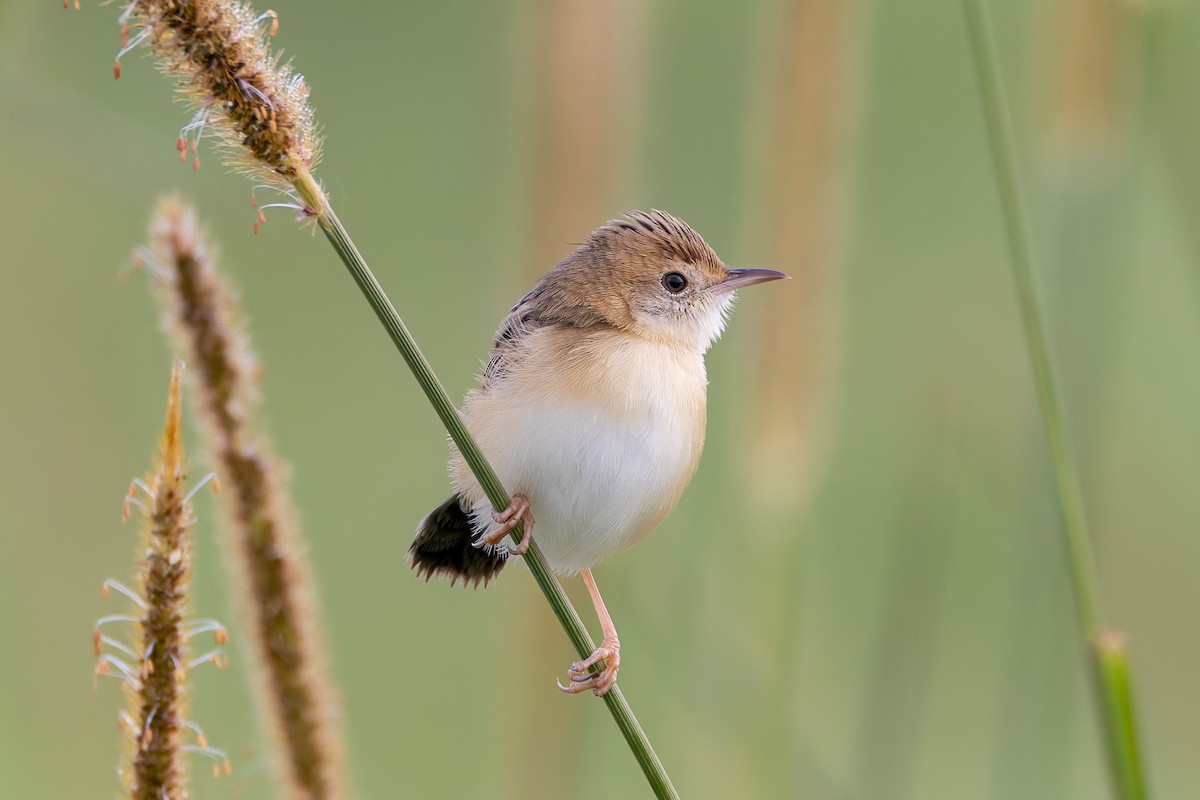 Golden-headed Cisticola - ML646884988