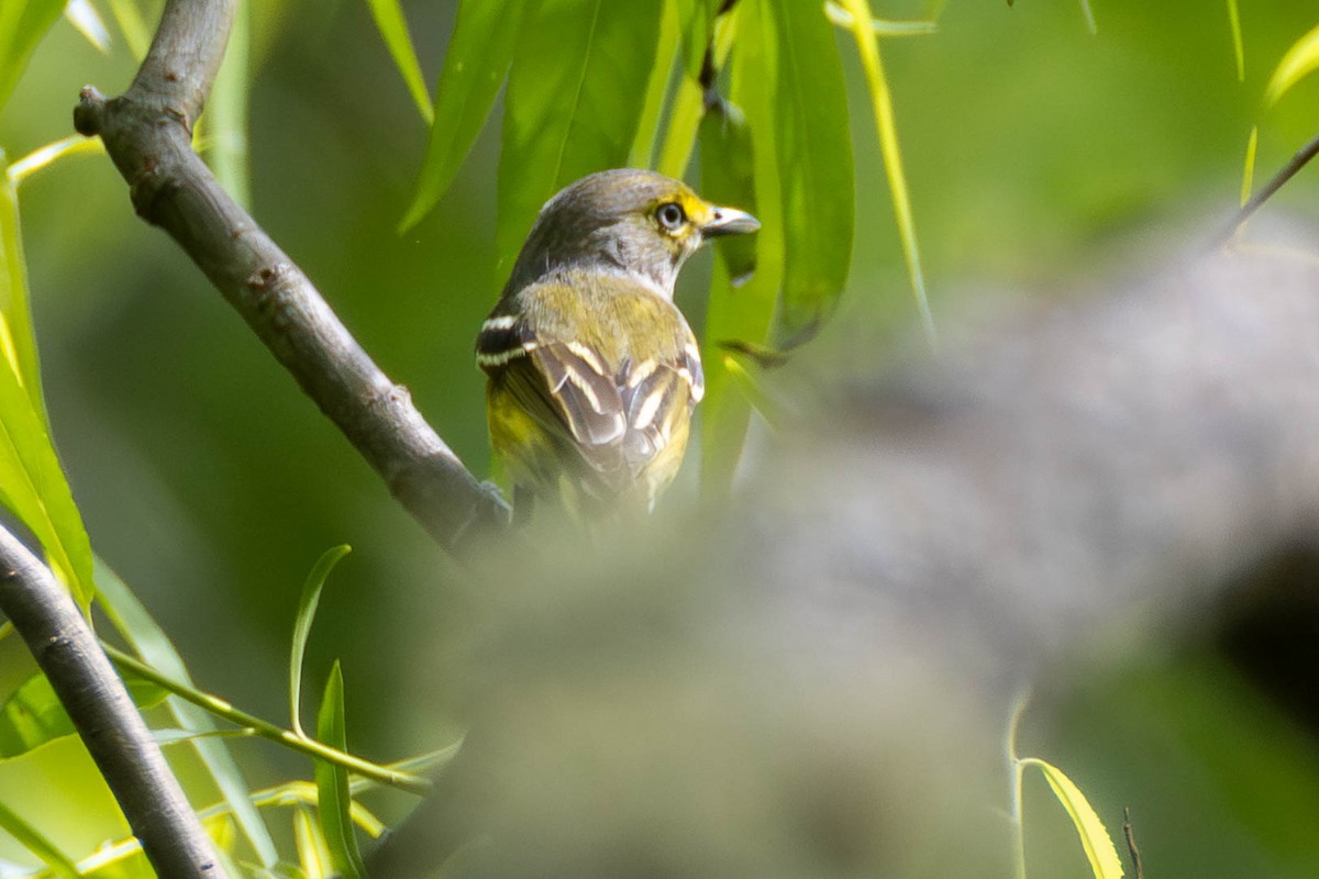 White-eyed Vireo - ML646884989
