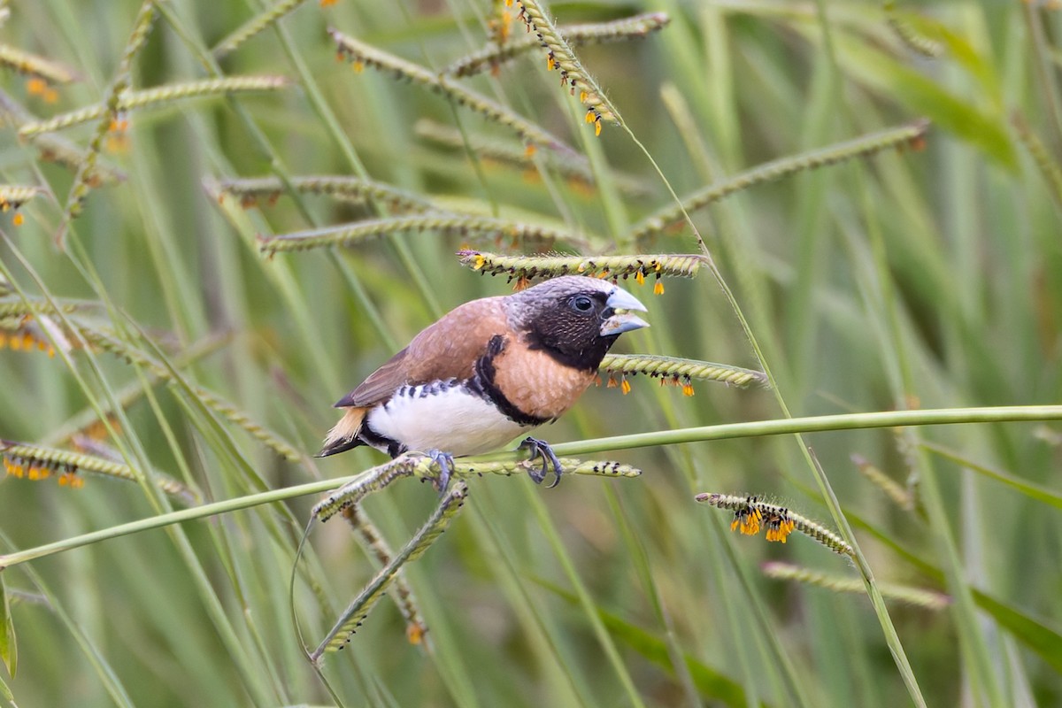 Chestnut-breasted Munia - ML646884990
