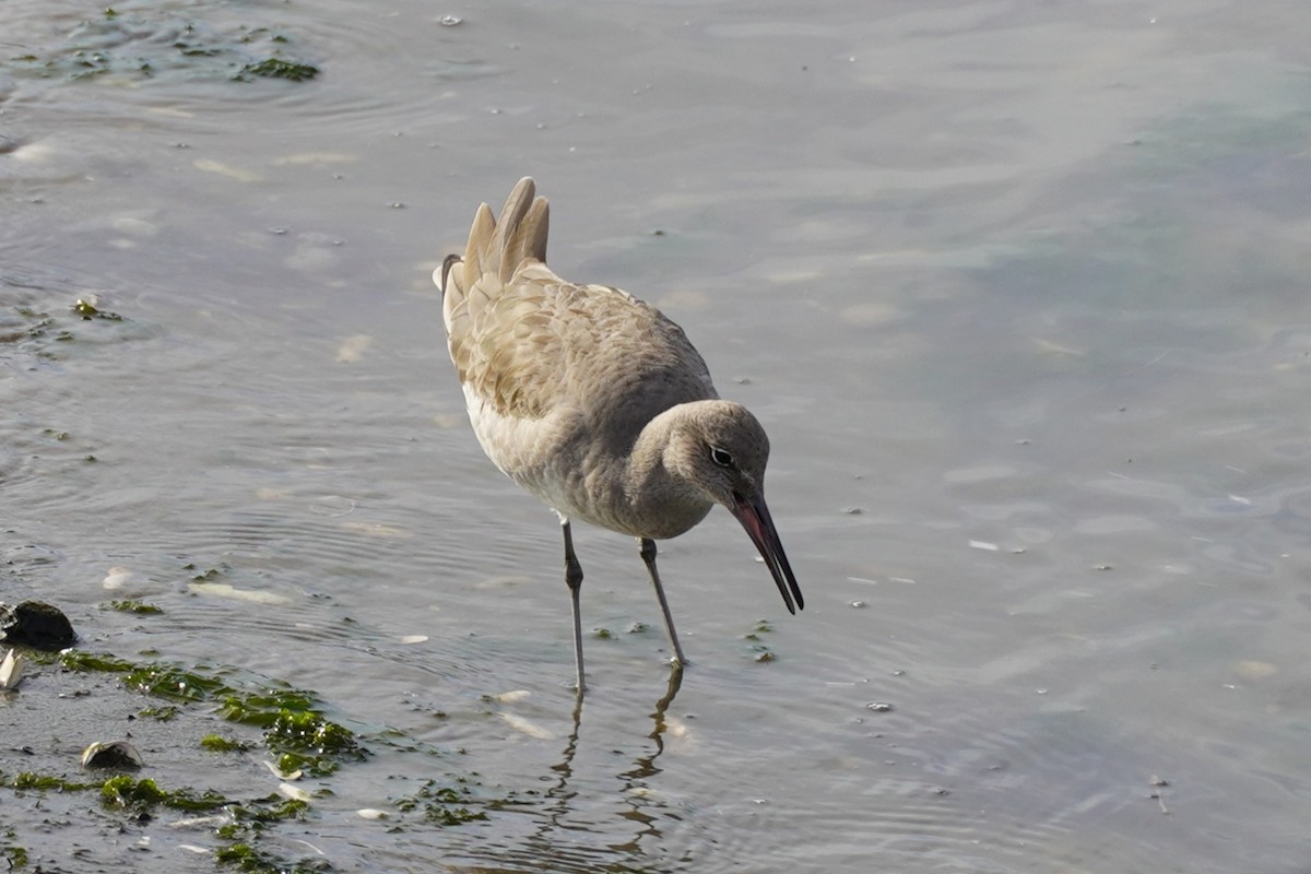 Willet - ML646884991