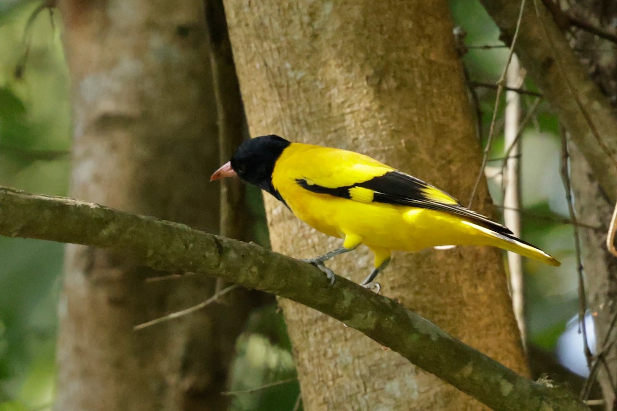 Black-hooded Oriole - ML646884992