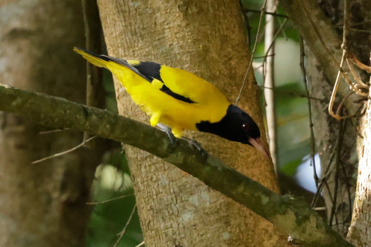 Black-hooded Oriole - ML646884993