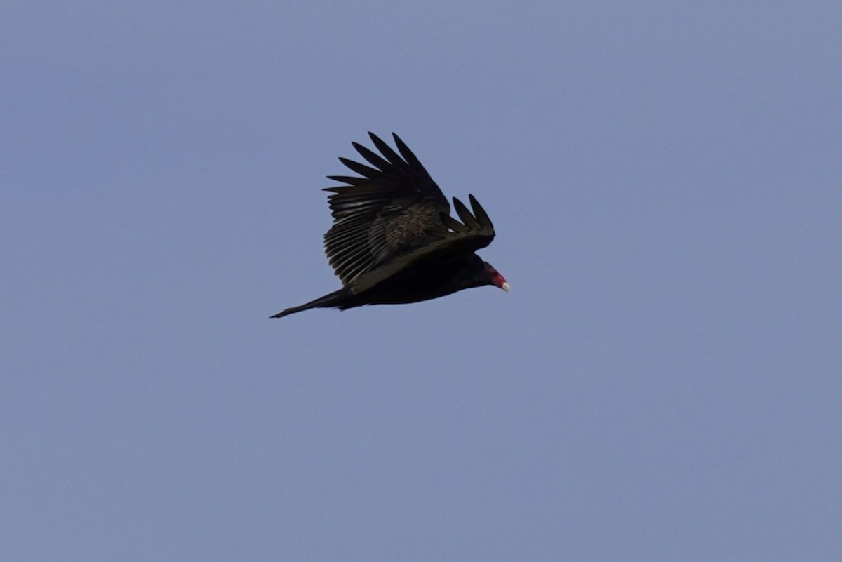 Turkey Vulture - ML646884994