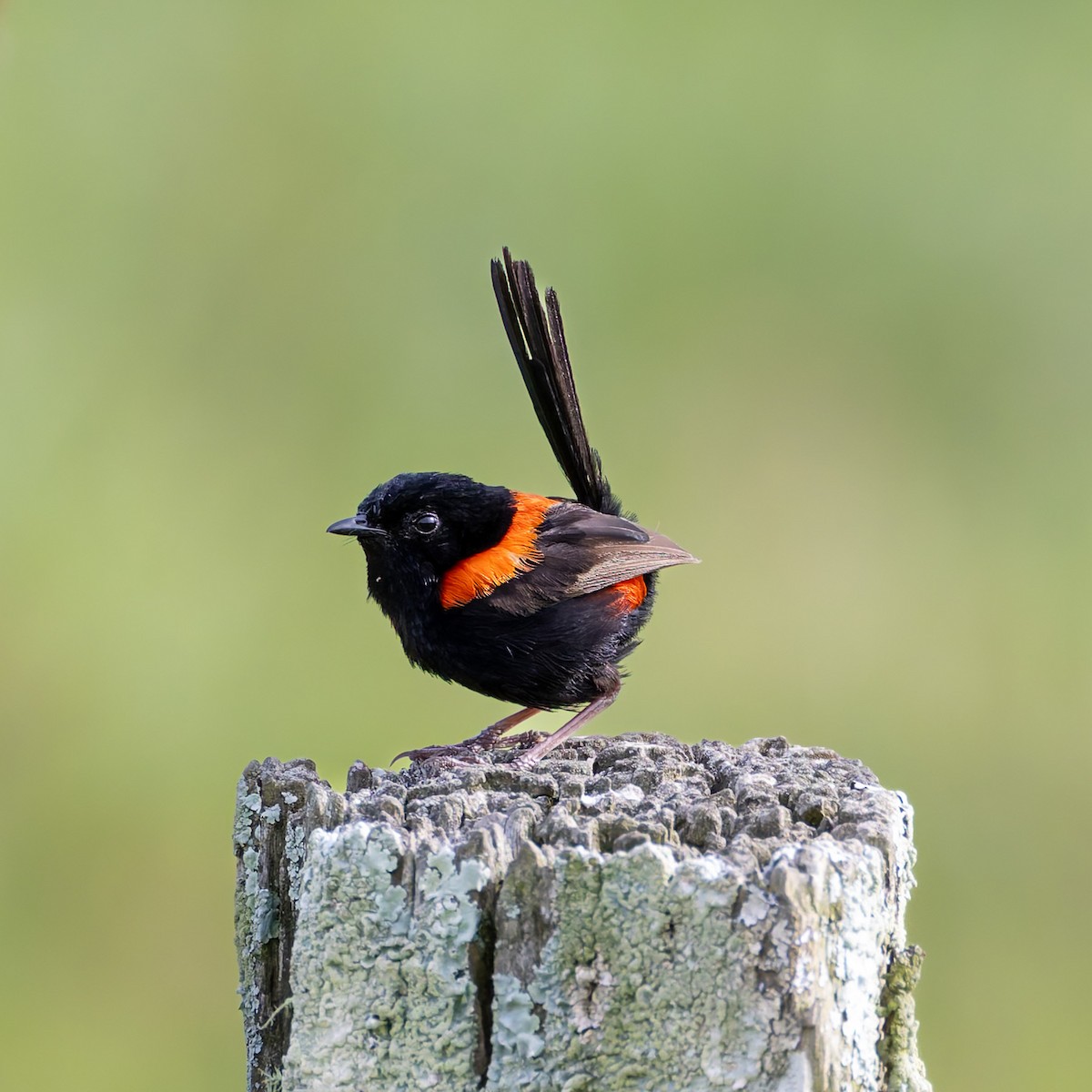 Red-backed Fairywren - ML646884995