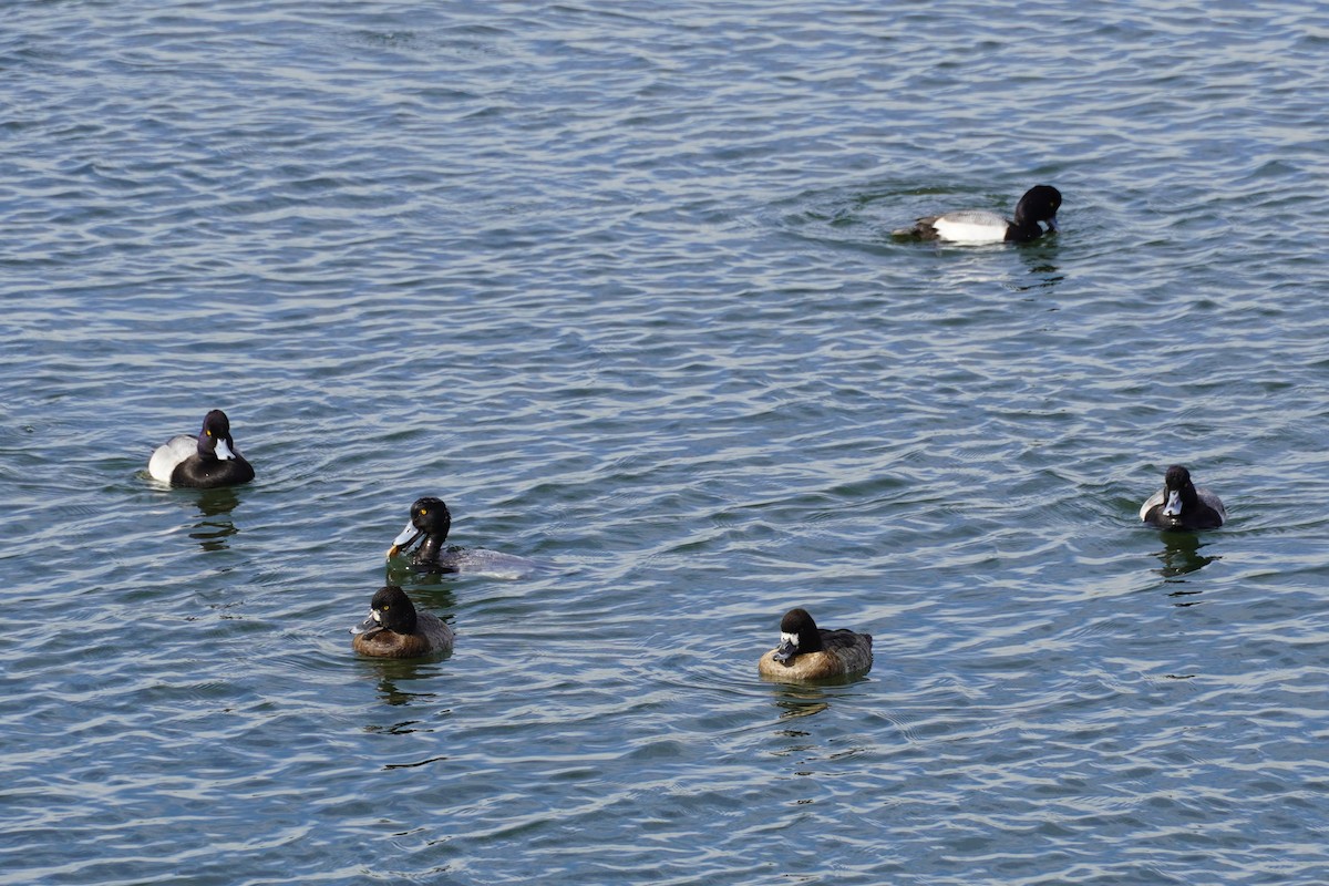 Lesser Scaup - ML646884996