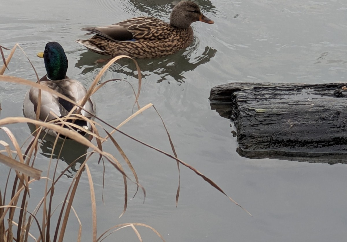 Mallard - ML646884997