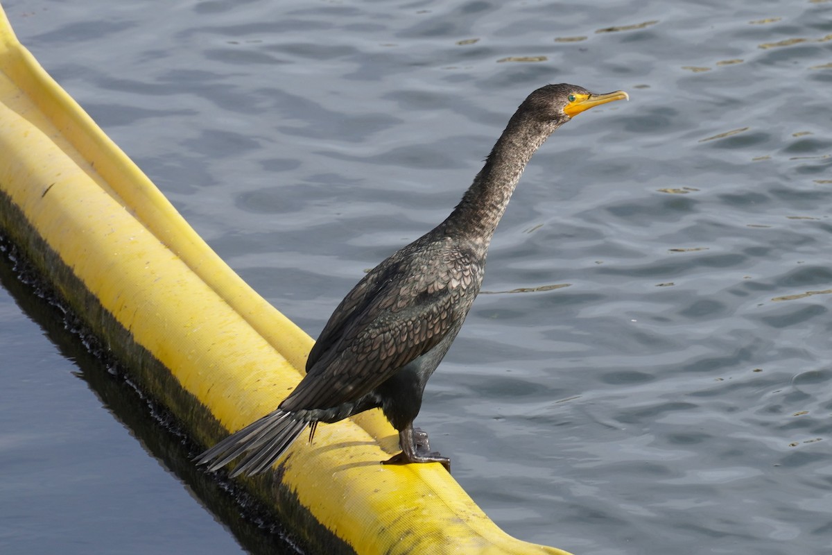 Double-crested Cormorant - ML646884998