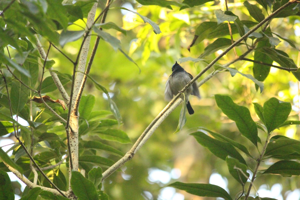 Slaty-blue Flycatcher - ML646884999