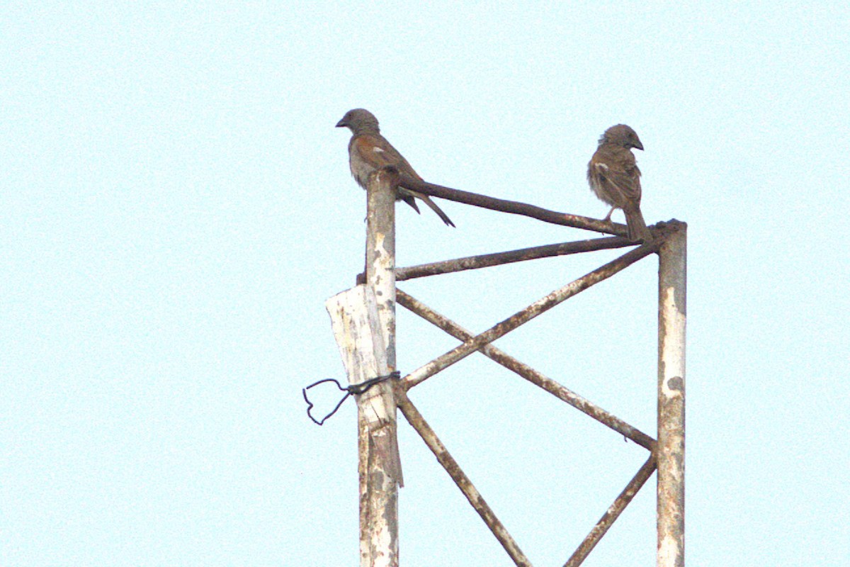 Parrot-billed Sparrow - ML646885000