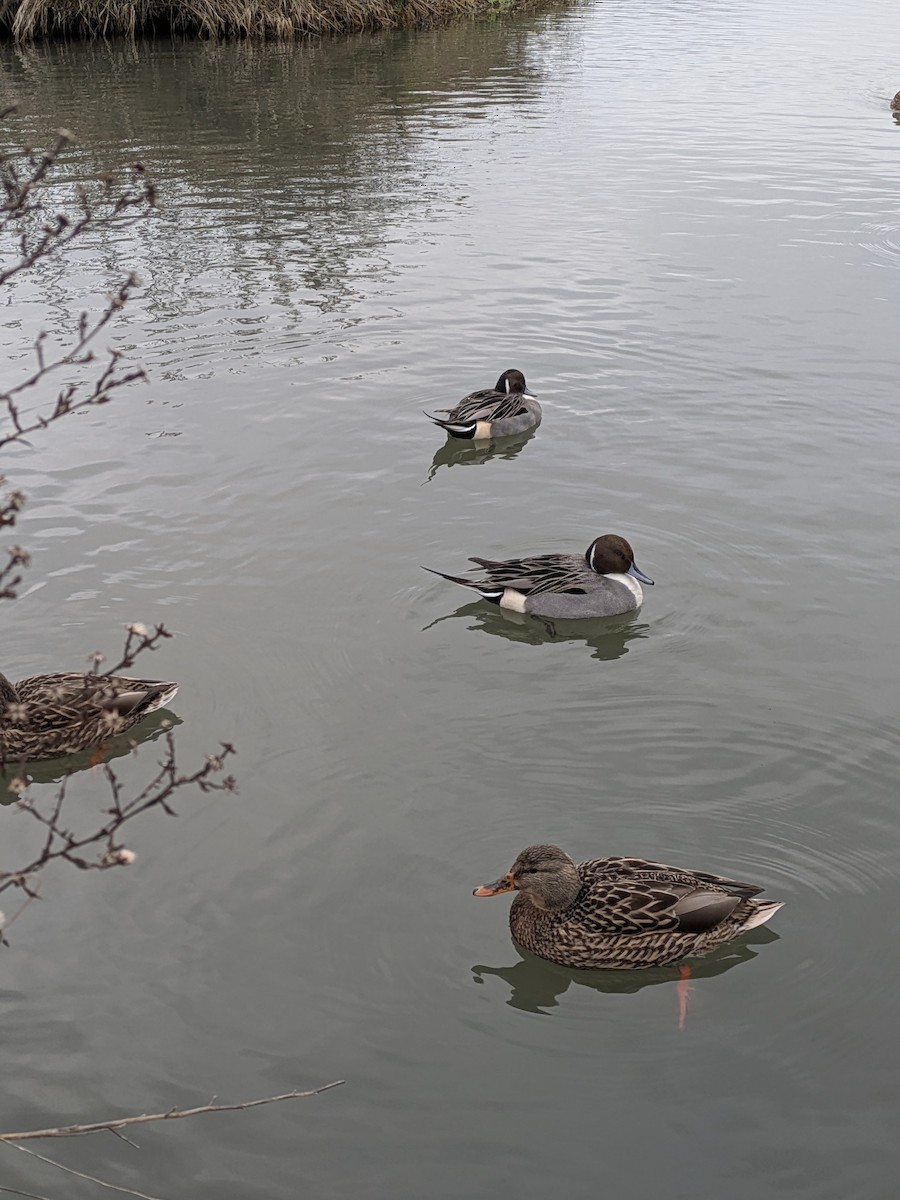 Northern Pintail - ML646885001
