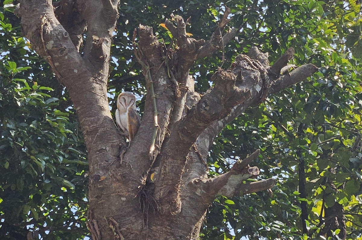 Eastern Barn Owl - ML646885002