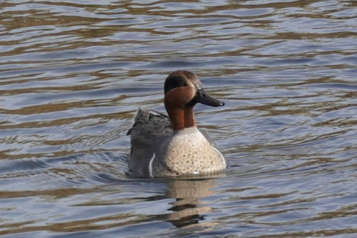 Green-winged Teal - ML646885003