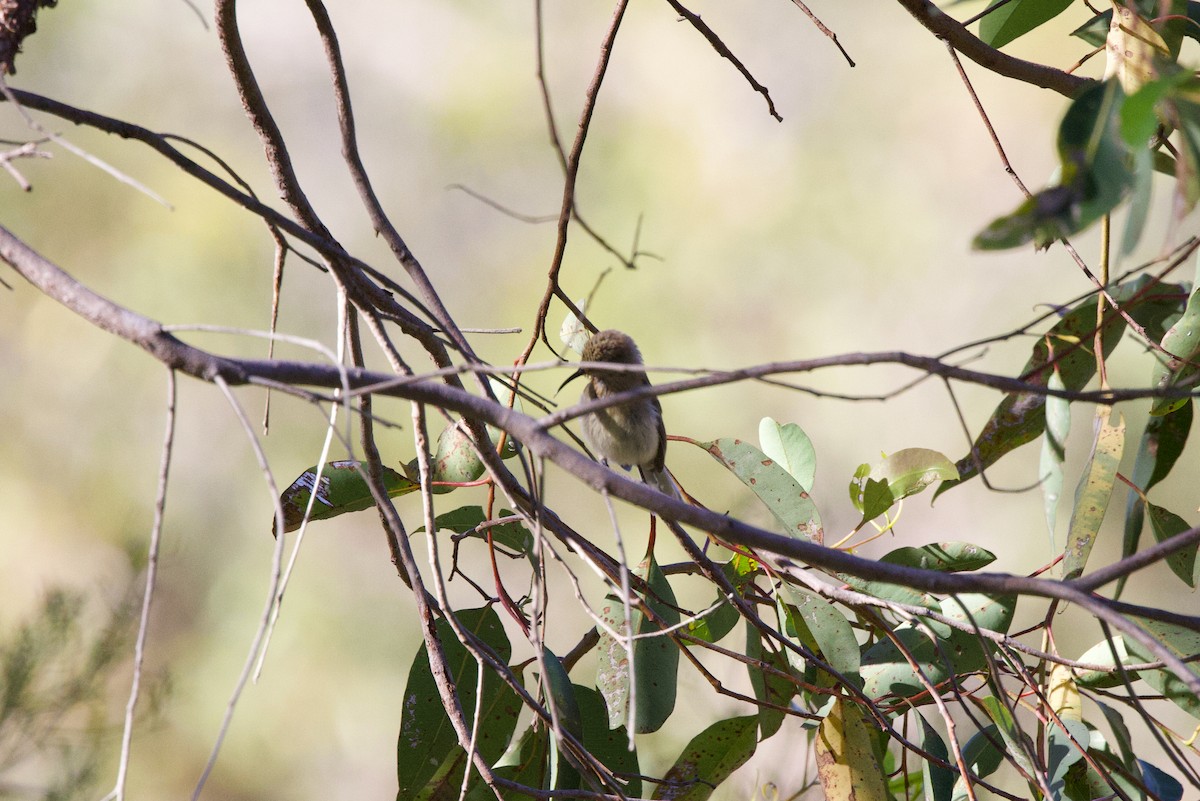 Western Spinebill - ML646885004