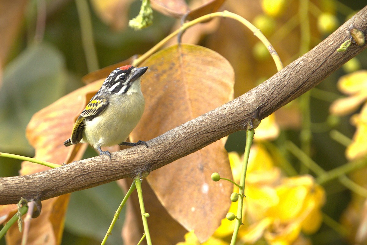 Northern Red-fronted Tinkerbird - ML646885005