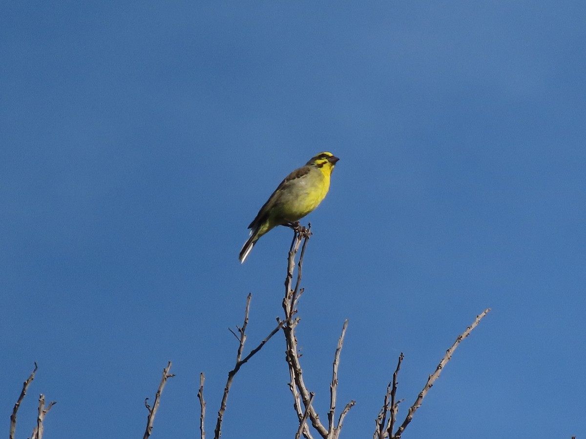 Yellow-fronted Canary - ML646885006