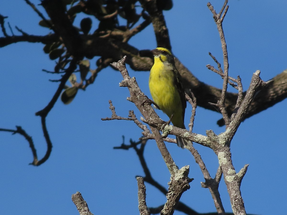 Yellow-fronted Canary - ML646885007