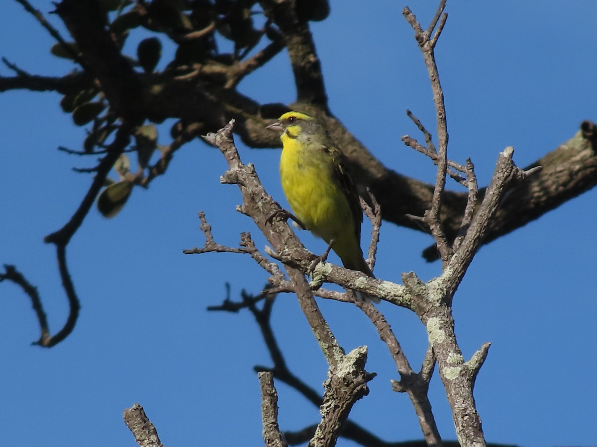 Yellow-fronted Canary - ML646885008