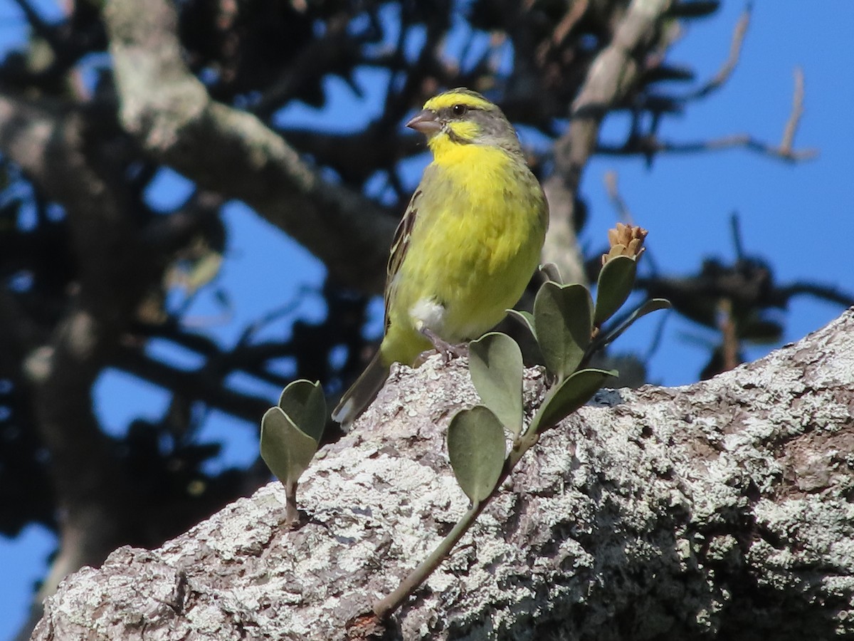 Yellow-fronted Canary - ML646885009
