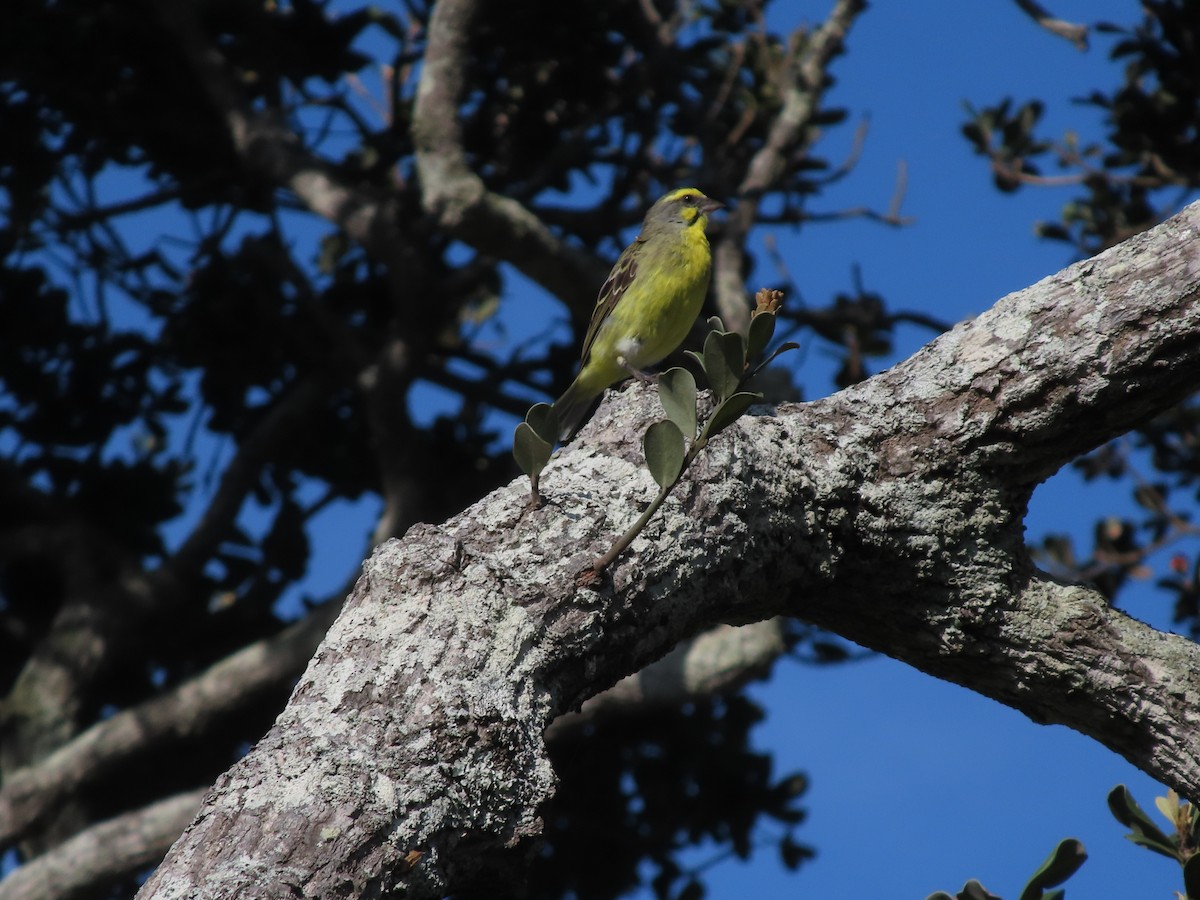 Yellow-fronted Canary - ML646885010