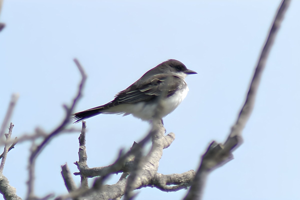 Tyran tritri - ML646885012