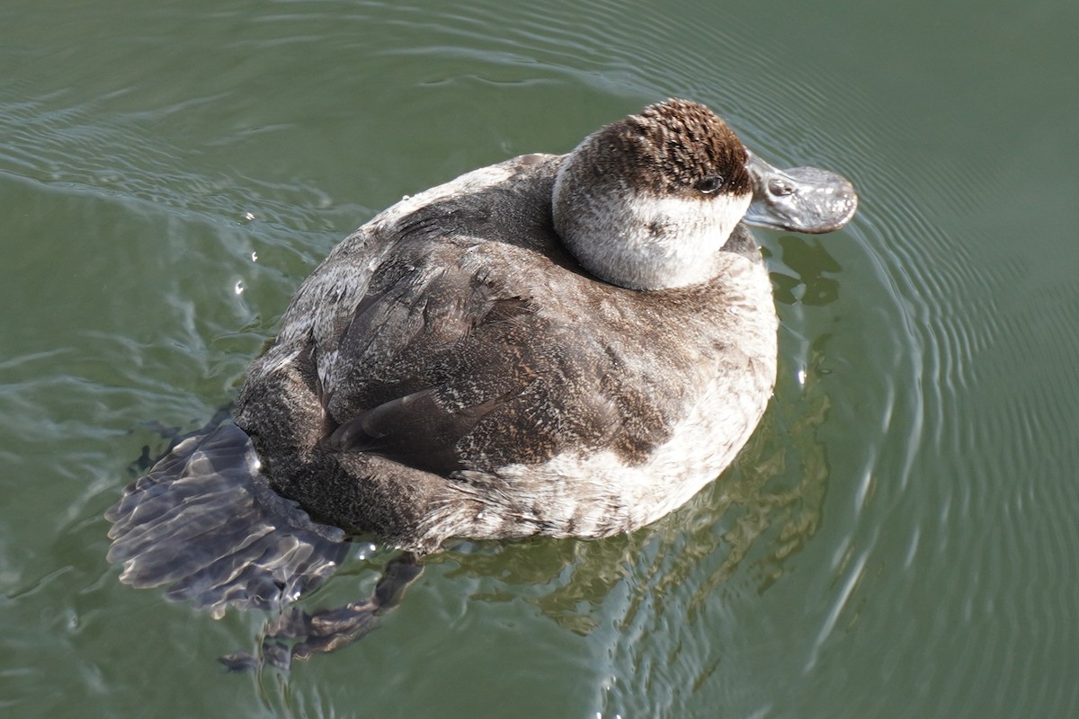 Ruddy Duck - ML646885013