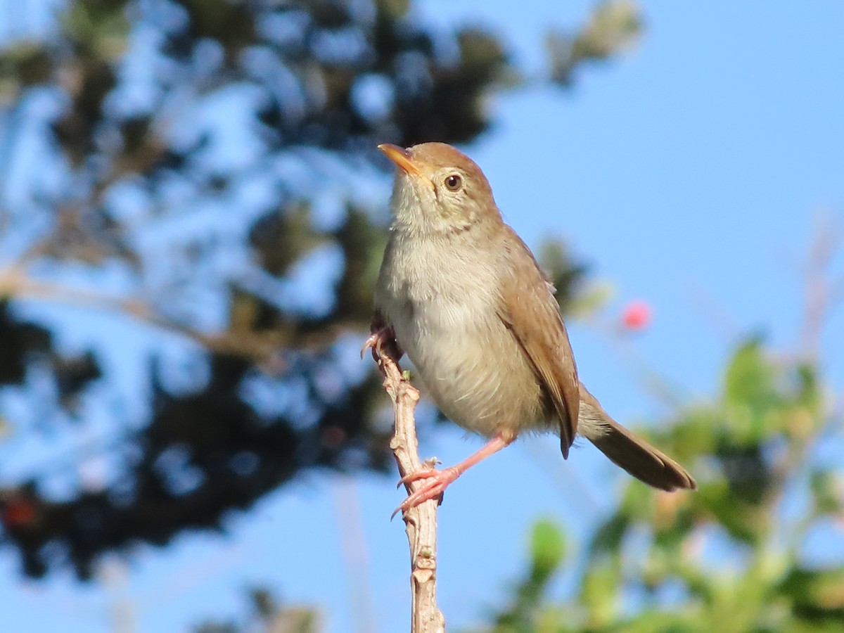 Piping Cisticola - ML646885014