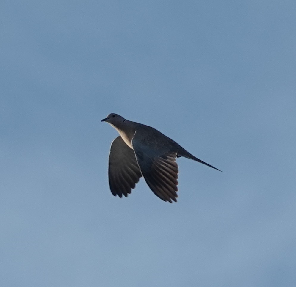 Eurasian Collared-Dove - ML646885015