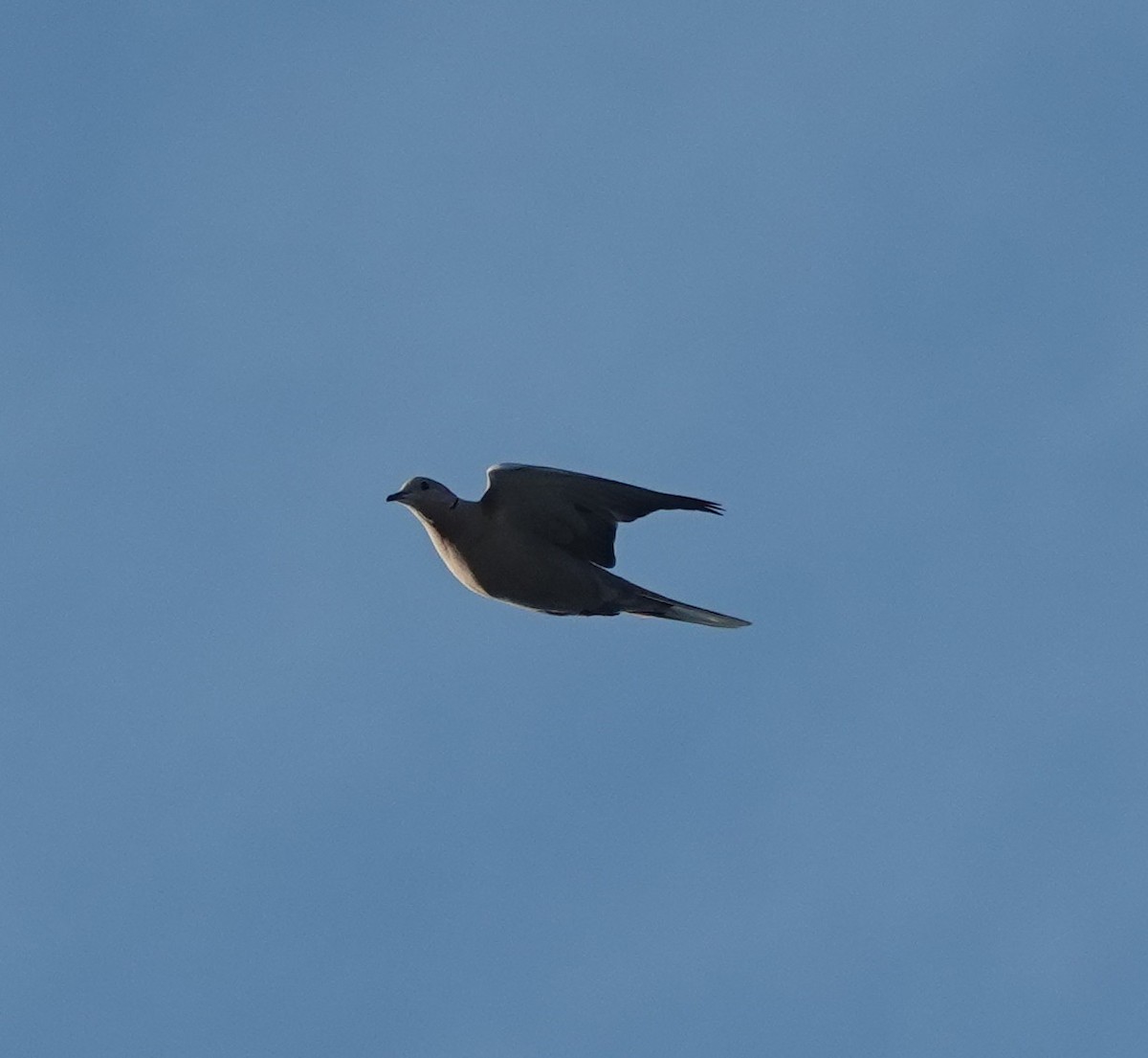 Eurasian Collared-Dove - ML646885016