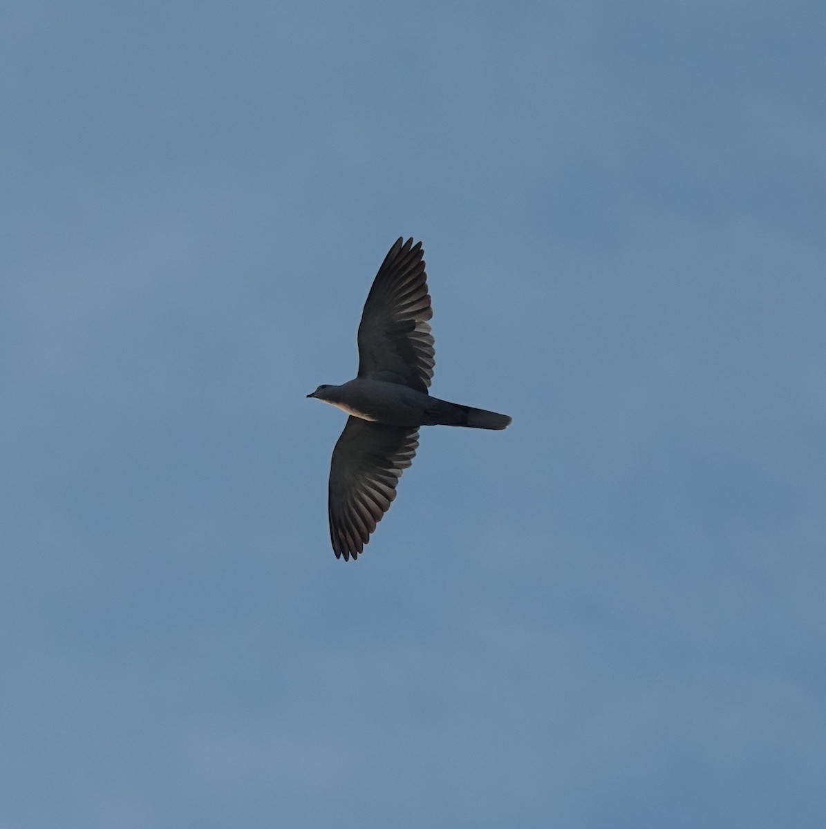 Eurasian Collared-Dove - ML646885017