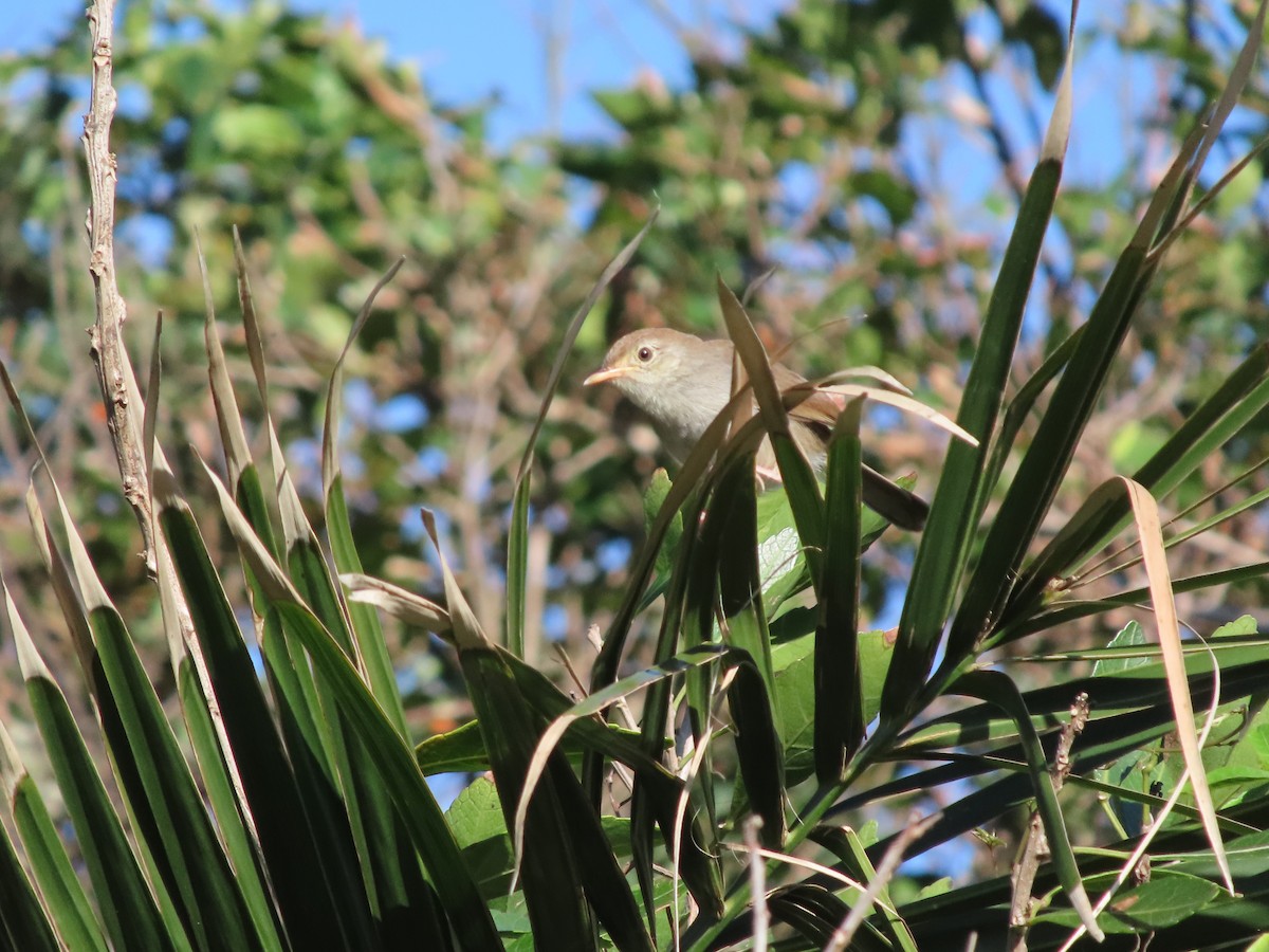 Piping Cisticola - ML646885018