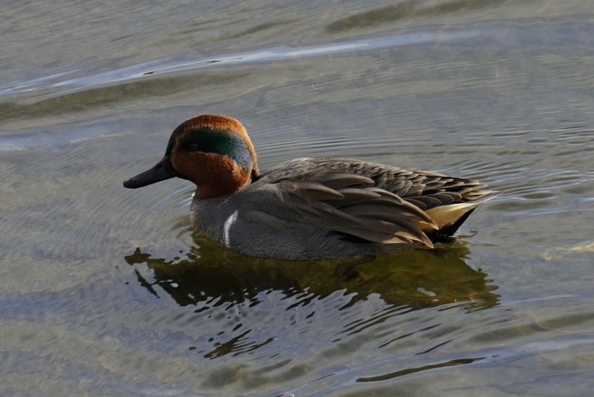 Green-winged Teal - ML646885019