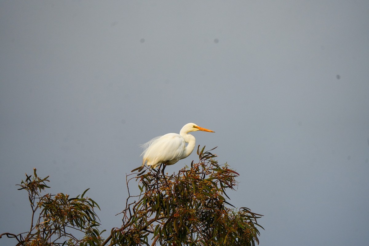 Great Egret - ML646885020