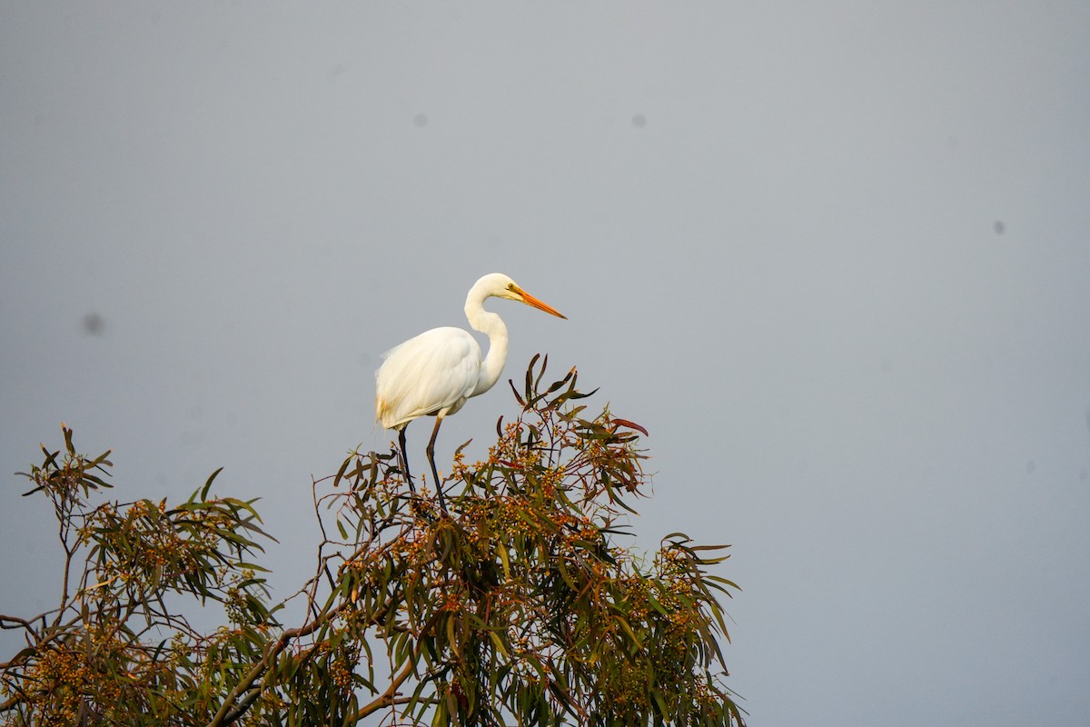 Great Egret - ML646885021