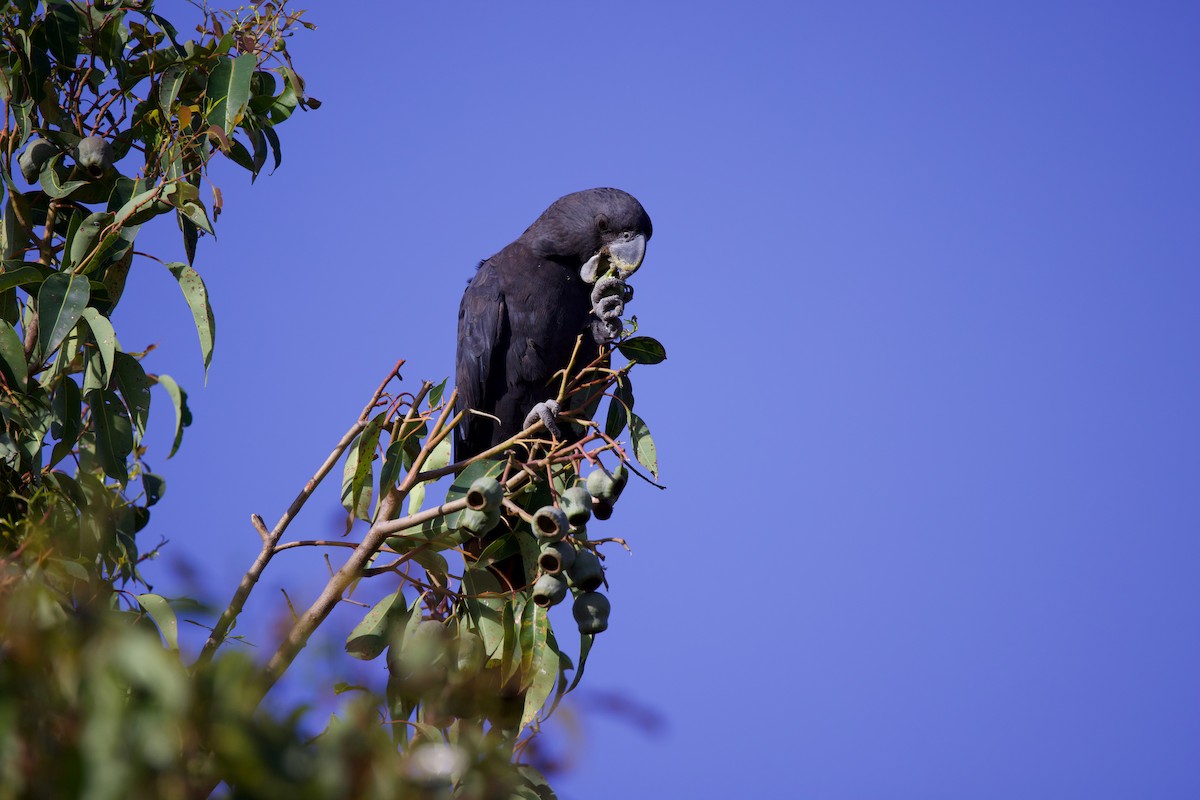 Red-tailed Black-Cockatoo - ML646885022