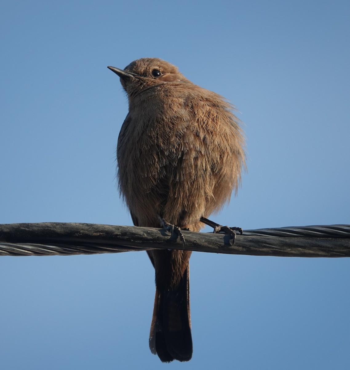 Brown Rock Chat - ML646885026