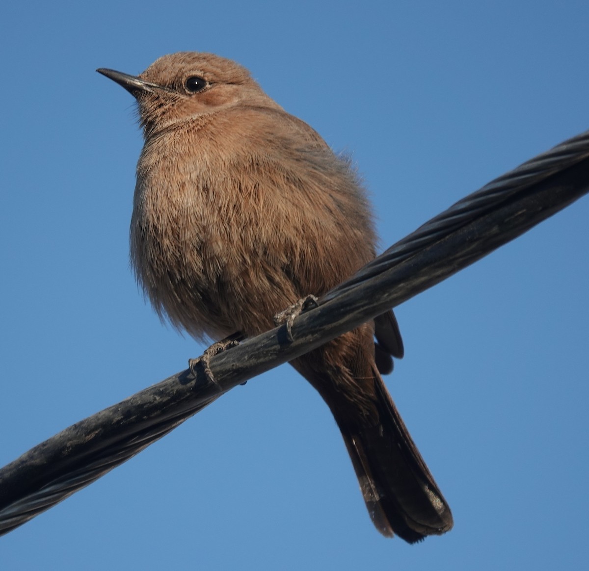 Brown Rock Chat - ML646885027
