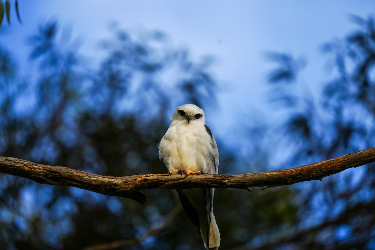 Élanion d'Australie - ML646885029