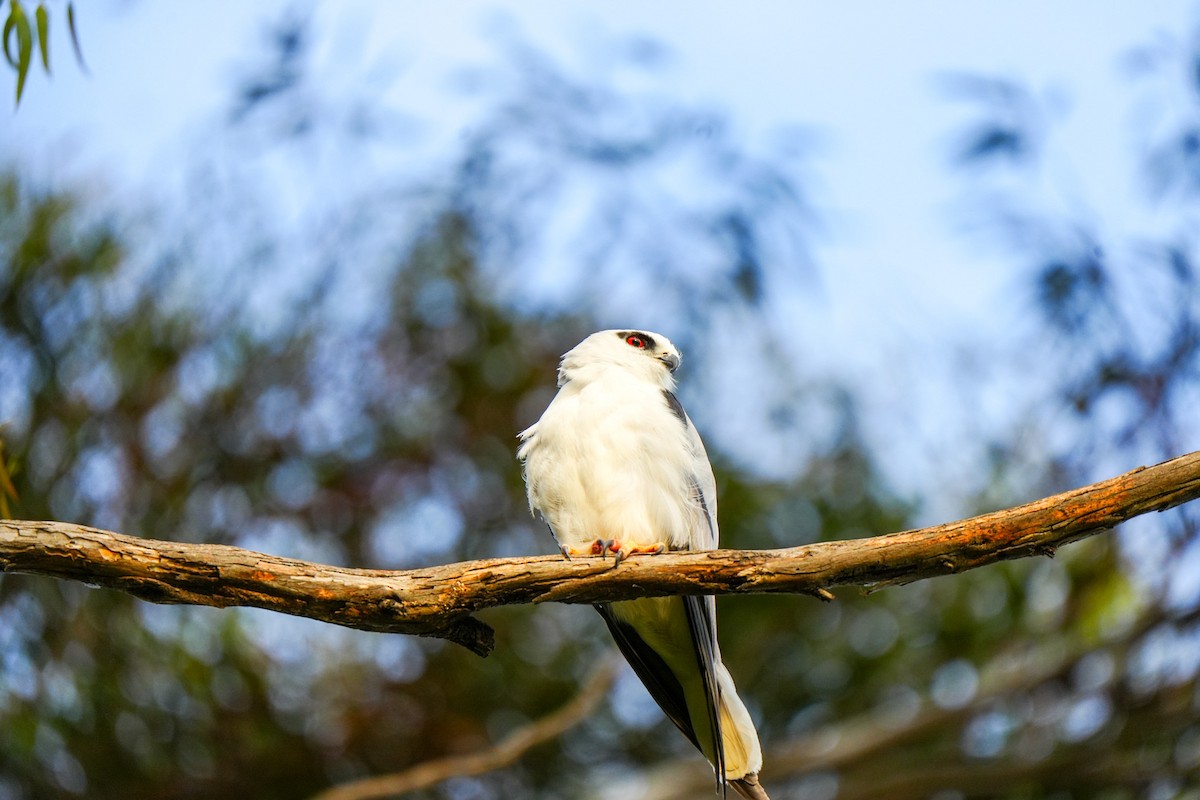 Élanion d'Australie - ML646885030