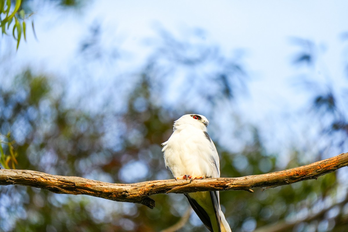 Black-shouldered Kite - ML646885031