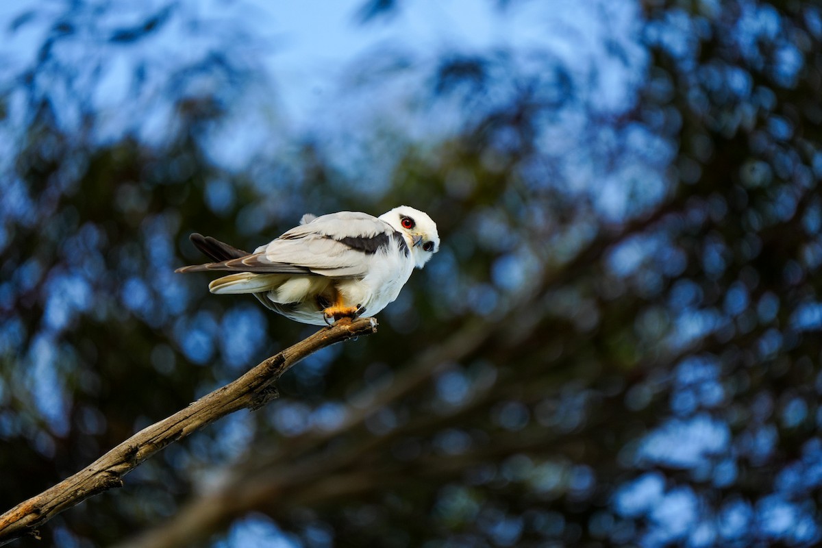Black-shouldered Kite - ML646885032