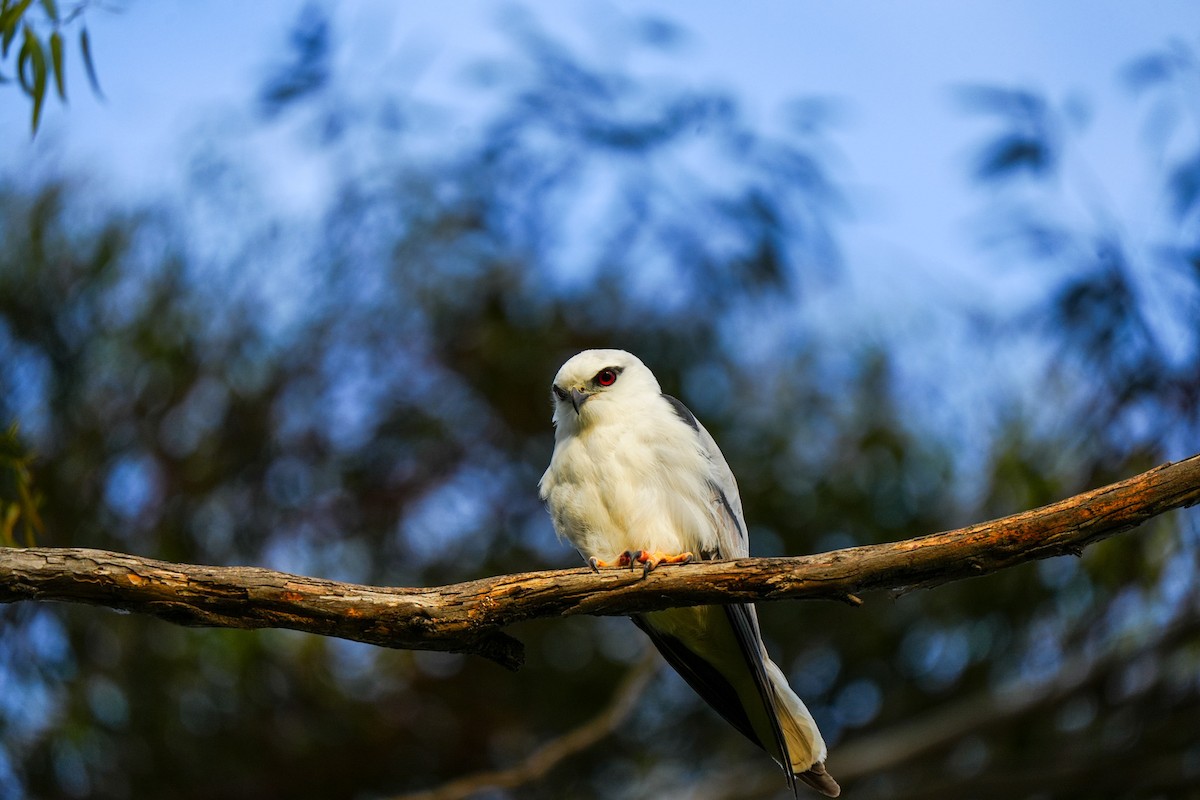 Black-shouldered Kite - ML646885033