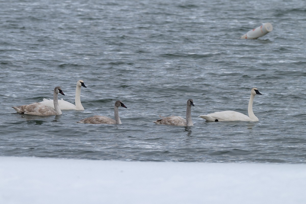 Trumpeter Swan - ML646885034