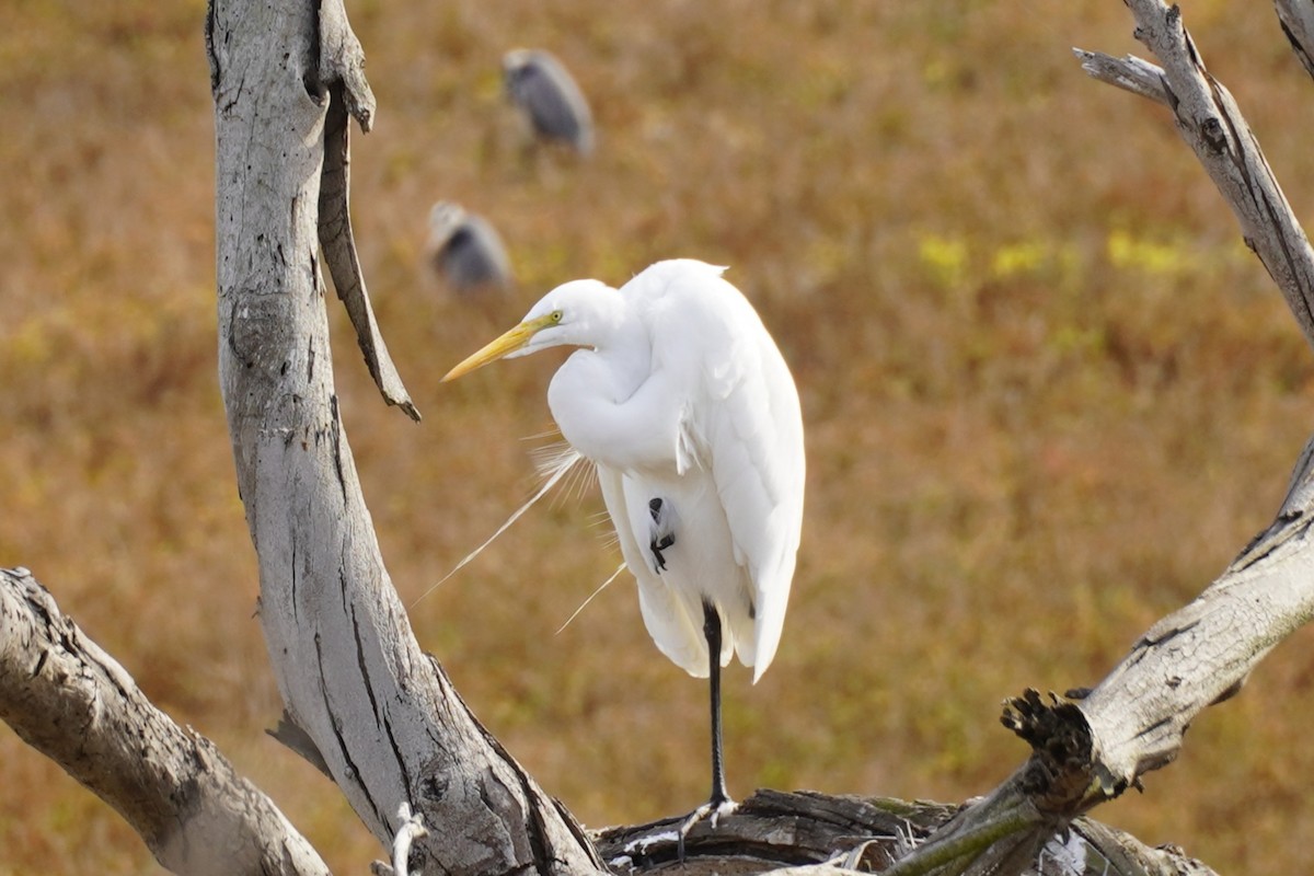 Great Egret - ML646885035