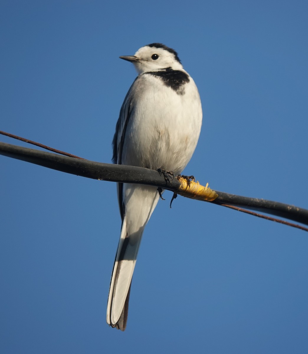 White Wagtail - ML646885036